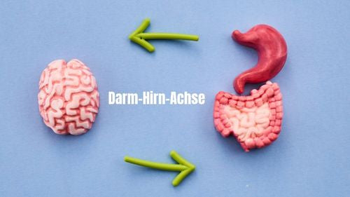 Darm-Hirn-Achse: Wie Darm, Stimmung und Immunsystem zusammenhängen