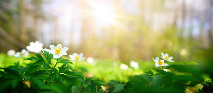 Unsere Frühjahrskur zum Durchstarten in den Frühling