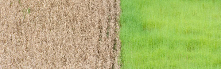 Heuschnupfen und Klimawandel: Wie sich die Allergie verändert