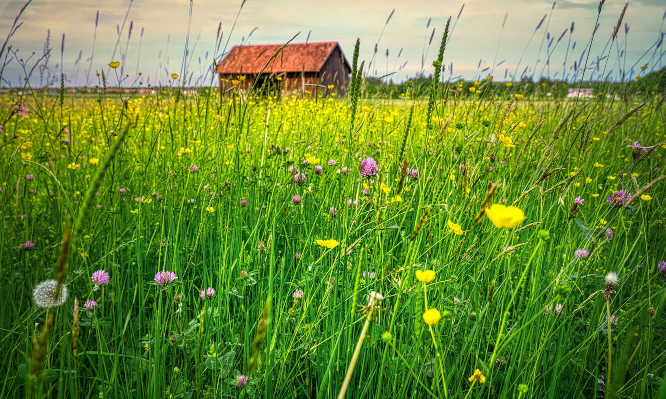 Allergie und Heuschnupfen